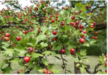 Aubépine