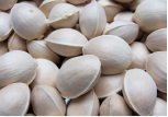 Ginkgo biloba