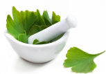 Ginkgo biloba